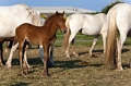 Poulains, Chevaux, Détails